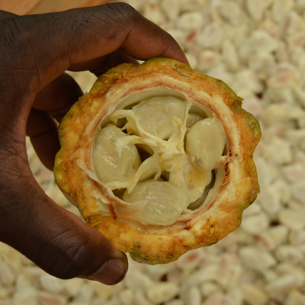afoods cacao pulpa